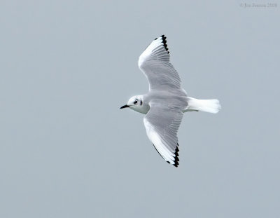 _NW82743 Bonaparte's Gull in Flight