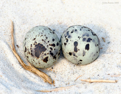 _NW88090 Arctic Tern Eggs.jpg