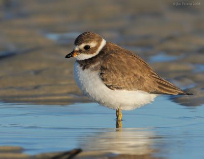 _NW89982 Semipalmated Plover.jpg