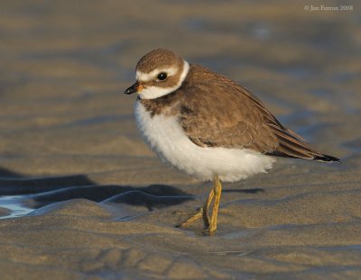 _NW89984 Semipalmated Plover.jpg