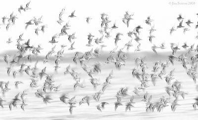 _NW82292 Shorebirds On The Move at Dawn.jpg