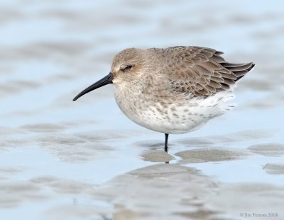 _NW82583 Dunlin at Rest.jpg
