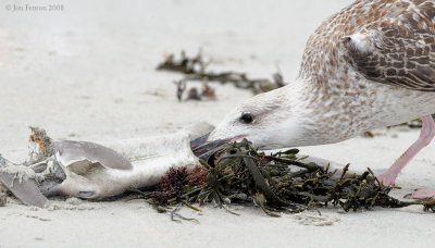 _NW82882 Herring Gull Juvenile With Dogfish.jpg