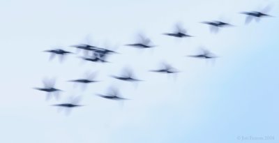 _NW83045 Cormorants Migrating South~ Cloudy Dawn.jpg