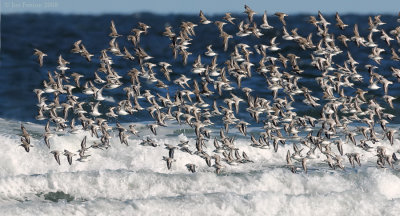 _NW83445 Mixed Shorebirs Against Surf.jpg