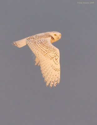 _NW83910 Snowy Owl Flight.jpg
