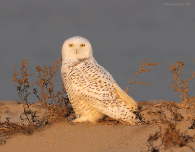 _NW83902 Snowy Owl at Dawn