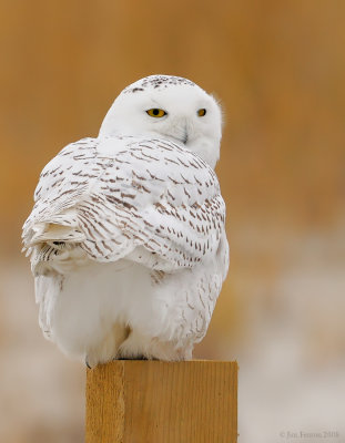 _NW85009 Snowy Owl Plymouth Long Beach.jpg