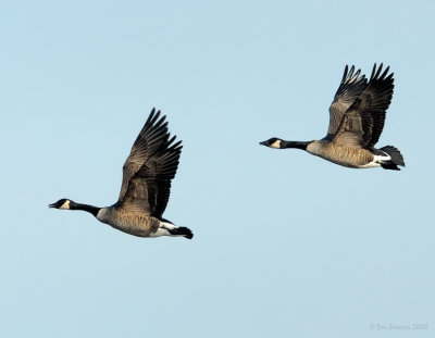 canadian_geese