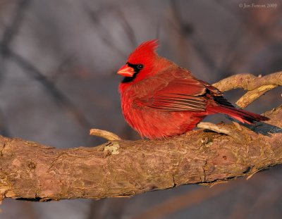 _NW85987 Northgern Cardinal Male at Dawn