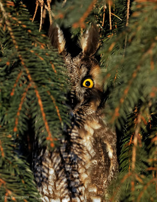 _NW86115 Long Eared Owl Hidden