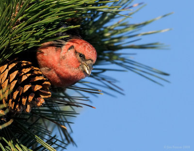 _NW86164 White Wing Crossbill