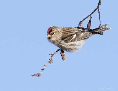 _NW86205 Common Redpoll