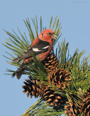 _NW86129 White Wing Crossbill