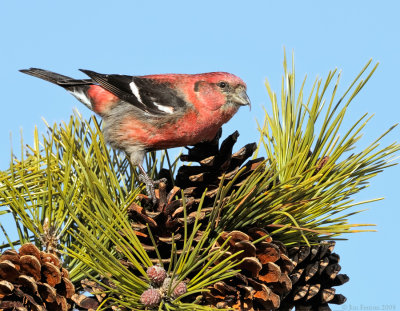 _NW86220 Male White Winged Crossbill