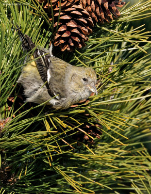 _NW86272 Juvenile White Winged Crossbill