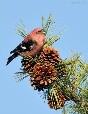 _NW86291 Male White Winged Crossbill