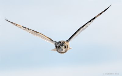_NW86597 Short Eared Owl in Flight