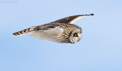 _NW86614 Short Eared Owl in Flight