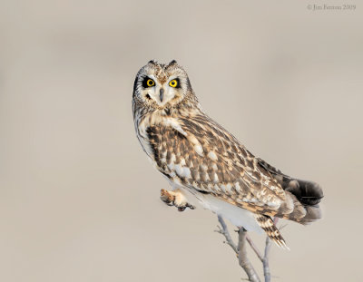 _NW86662 Short Eared Owl Perched.jpg