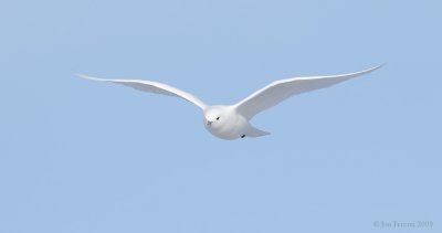 _NW97837 Ivory Gull In Flight