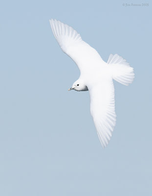 _NW98175 Ivory Gull In Flight