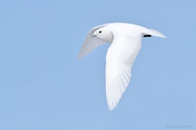 _NW98187 Ivory Gull In Flight