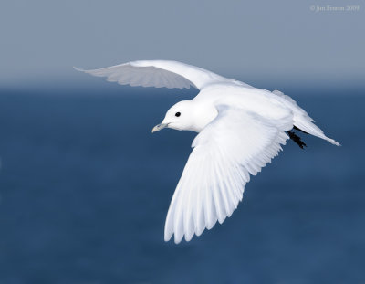 _NW98324 Ivory Gull In Flight