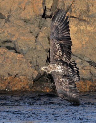 _NW99286 Bald Eagle Juvenile.jpg