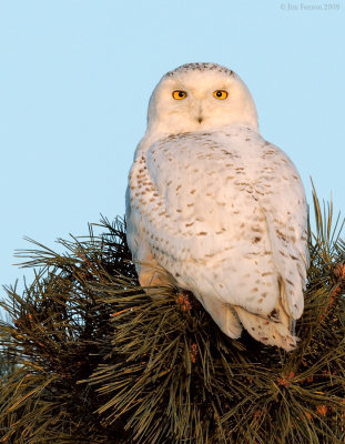 _NW99559 Snowy Owl in Pine at Sunrise