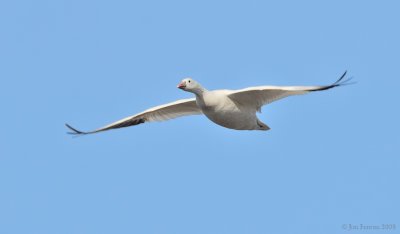 _NW91684 Ross's Goose in Flight.jpg