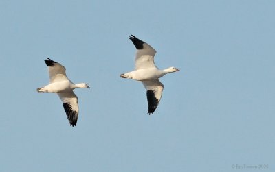 _NW91779 Ross's Goose in Flight.