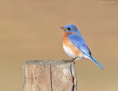 _NW91515_01 Eastern Bluebird