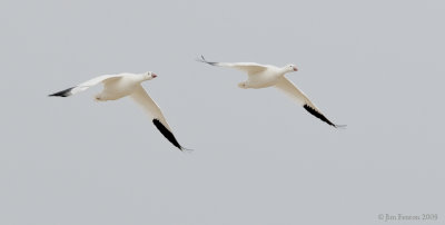 _NW92050 Ross's Goose in Flight.