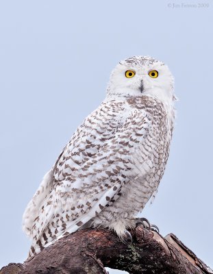 _NW92141 Snowy Owl on Brush Pile Pre Dawn.jpg