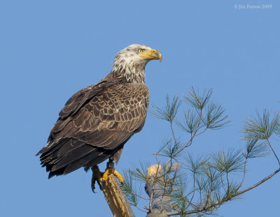 _NW92965 Juvenile Bald eagle Example Perched.jpg
