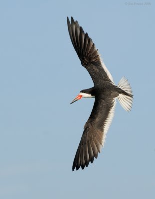 _NW98650 Black Skimmer Male In Flight.jpg