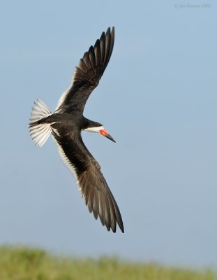 black_skimmers_at_plymouth_long_beach__plymouth_ma