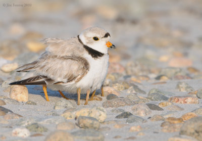 _NW07636 Piping Plover and Chicks