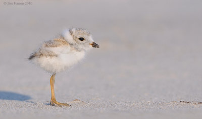 _NW07676 Piping Plover Chick