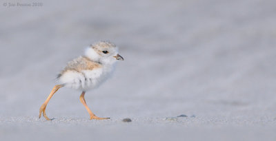 _NW07731 Piping Plover Chick Stroll