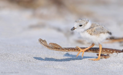 _NW07744 Piping Plover Chick on Skate Tail