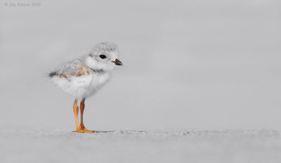 _NW07784 Piping Plover Chick