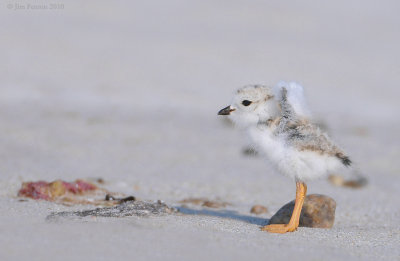 _NW07795 Piping Plover Chick Wing Stretch