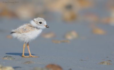 _NW07842  Piping Plover Chick Gravel Beach