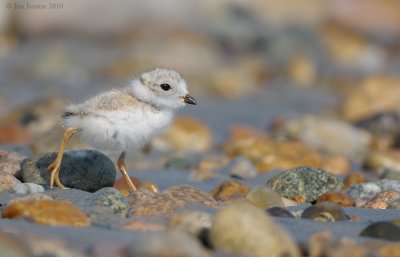 _NW07859  Piping Plover Chick Gravel Beach