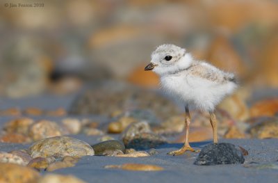 _NW07893  Piping Plover Chick Gravel Beach