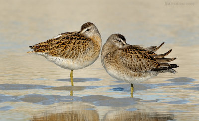 _NW90315 SB Dowitchers at Rest.jpg