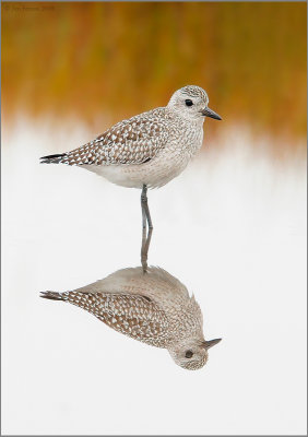 Black Belly Plover in Fall Marsh