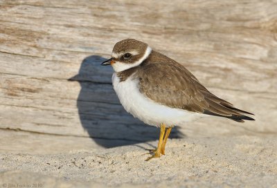 Semipalmated Plover